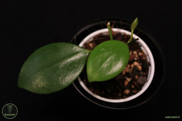Hoya Diptera