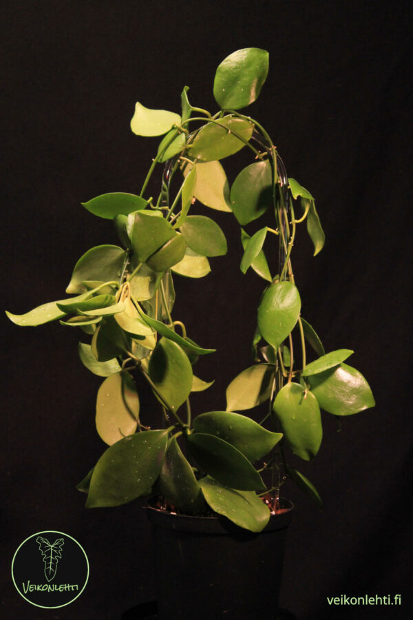 Hoya Diptera