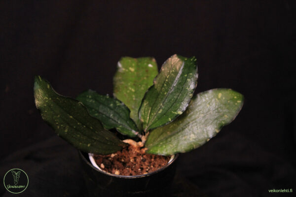 Hoya Erythrina NS07-097