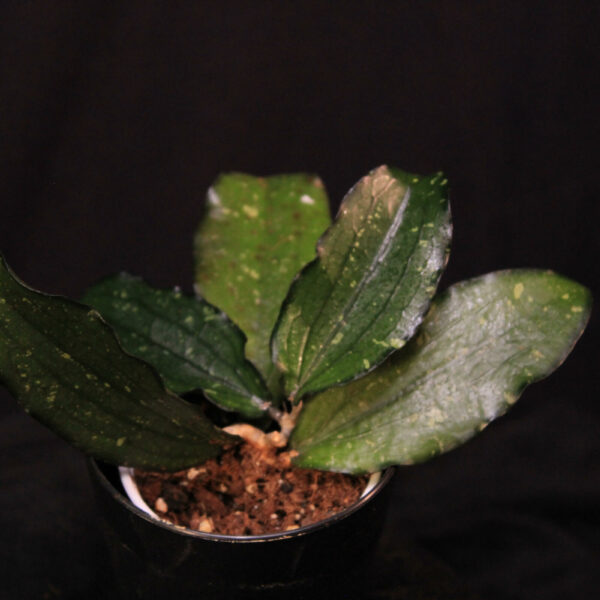 Hoya Erythrina NS07-097