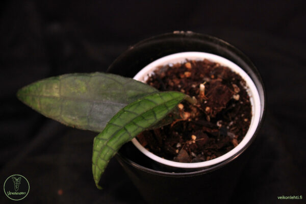 Hoya Finlaysonii