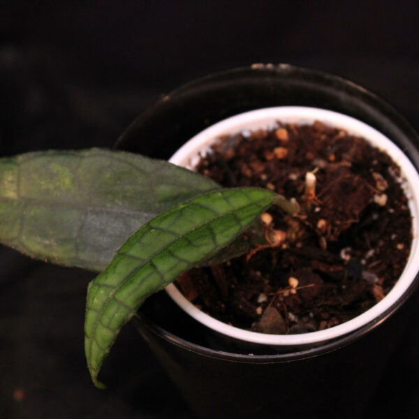 Hoya Finlaysonii