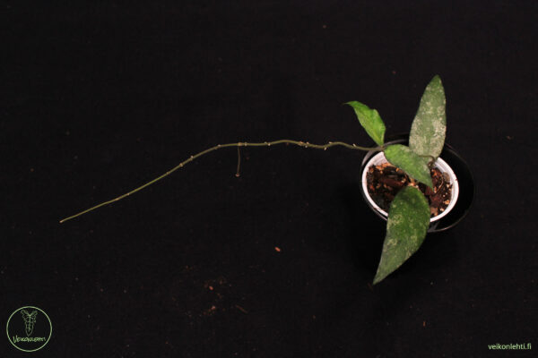 Hoya Flagellata