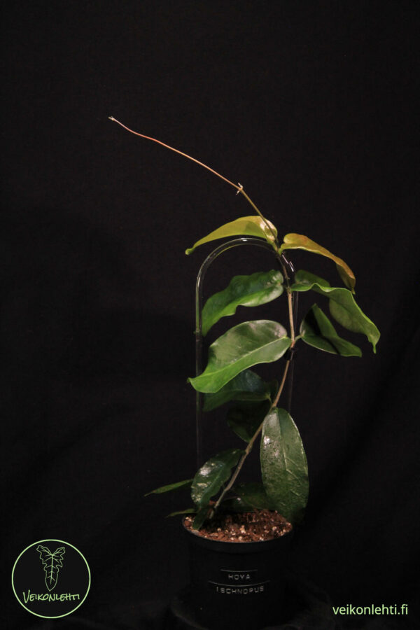 Hoya Ichnopus