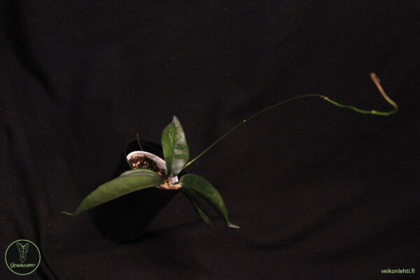 Hoya Ichnopus