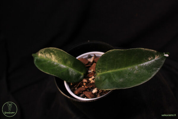 Hoya Ichnopus