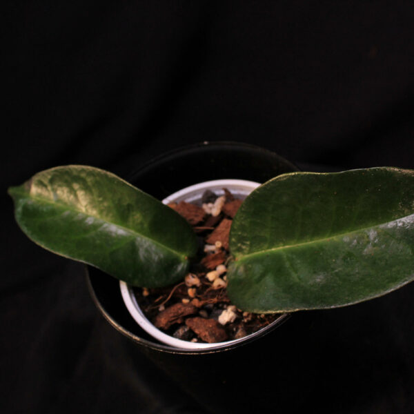 Hoya Ichnopus