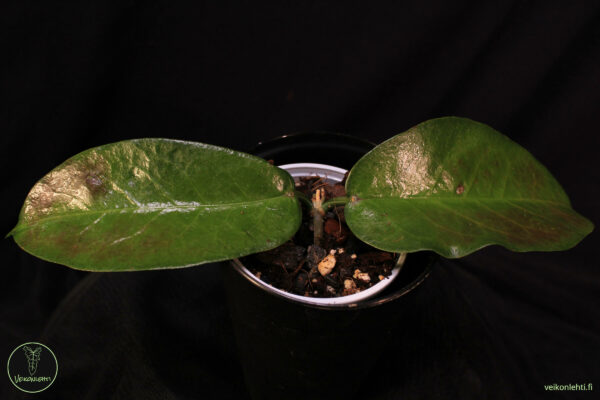 Hoya Ichnopus