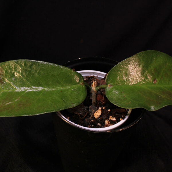 Hoya Ichnopus
