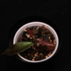 Hoya Ischnopus - Image 2