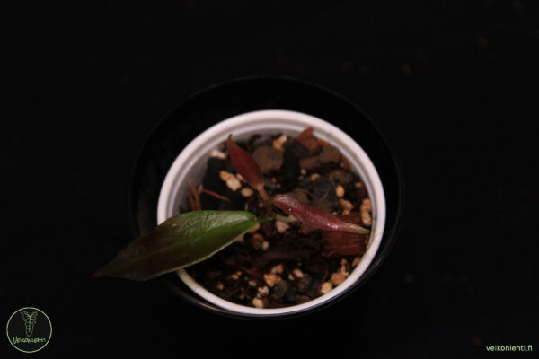 Hoya Ischnopus - Image 2