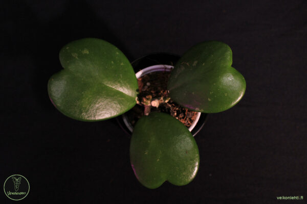 Hoya Kerrii