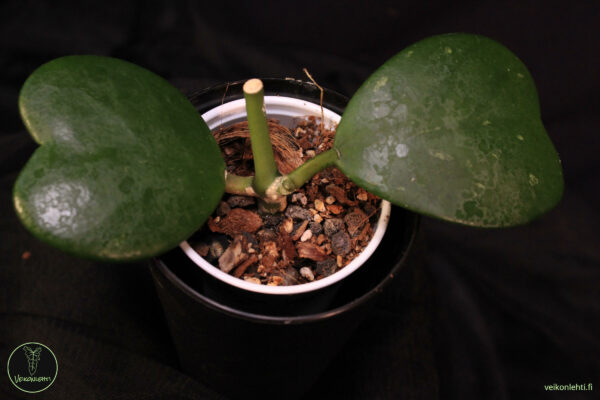 Hoya Kerrii