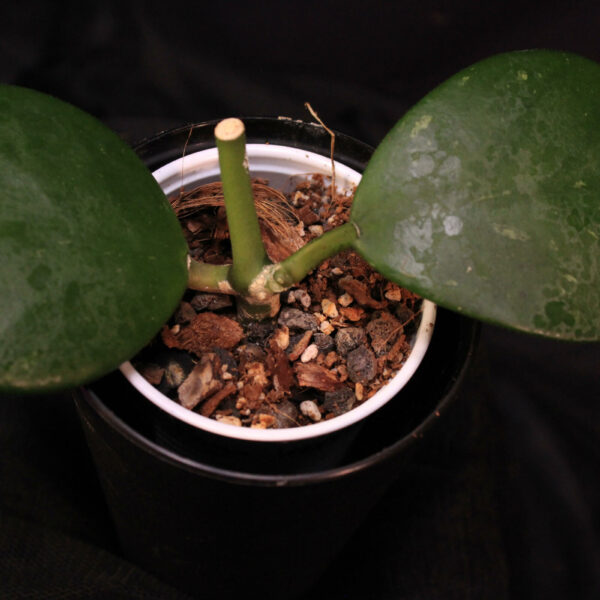 Hoya Kerrii