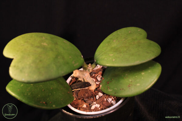 Hoya Kerrii