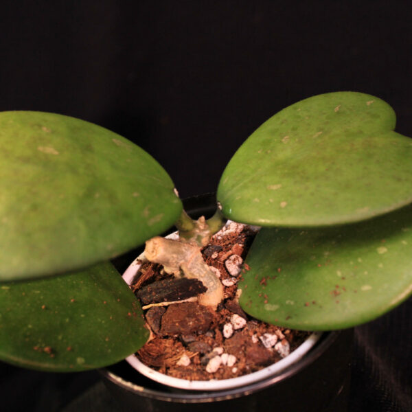 Hoya Kerrii