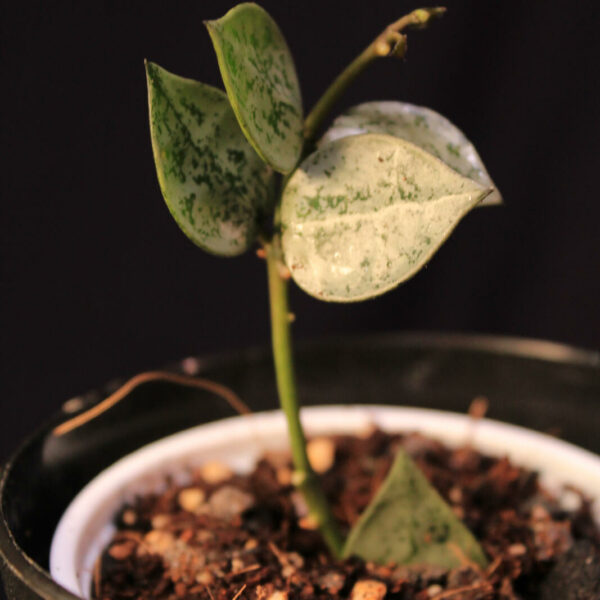 Hoya Krohniana Super Silver