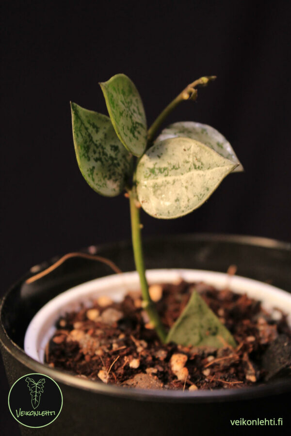 Hoya Krohniana Super Silver