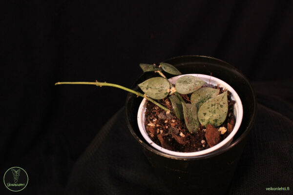 Hoya Krohniana Super Silver