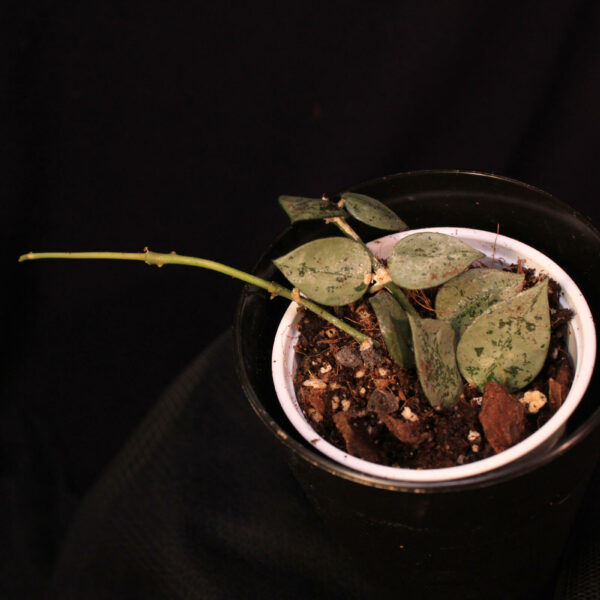 Hoya Krohniana Super Silver
