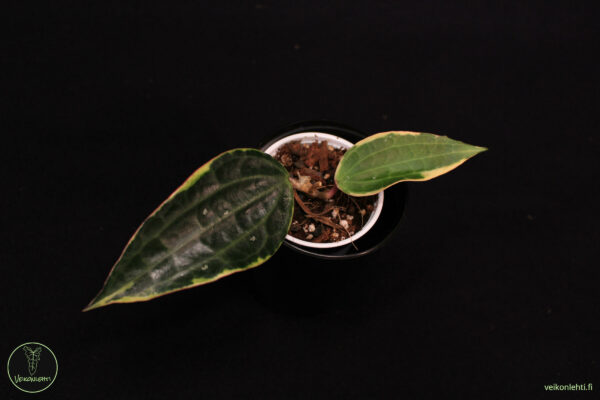 Hoya Macrophylla Albomarginata