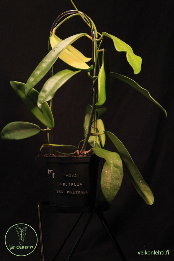 Hoya Meliflua ssp. Fraterna