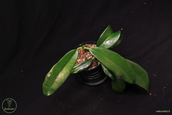 Hoya Meliflua ssp Fraterna