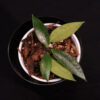 Hoya Memoria - Image 2