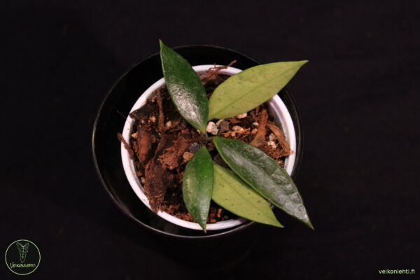 Hoya Memoria - Image 2