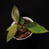 Hoya Memoria - Image 2