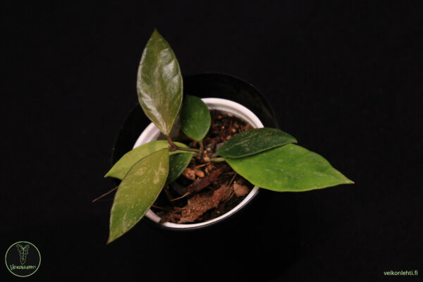 Hoya Memoria - Image 2