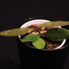 Hoya Memoria - Image 2