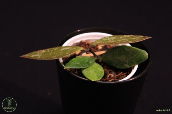 Hoya Memoria - Image 2