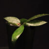 Hoya Memoria