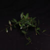 Hoya Memoria - Image 2