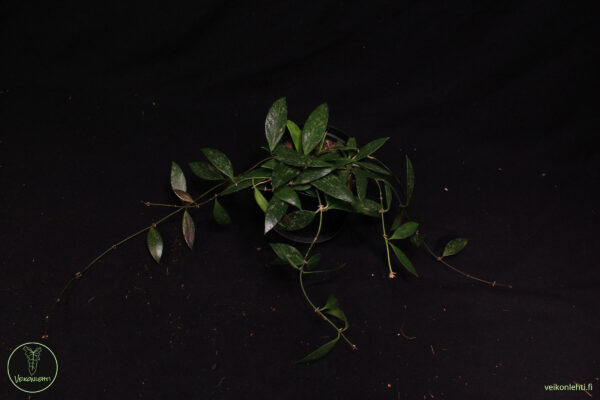 Hoya Memoria - Image 2