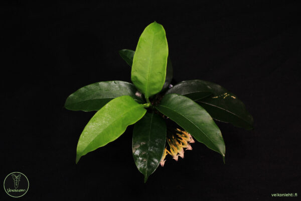Hoya Multiflora