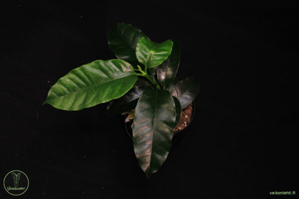 Hoya Multiflora