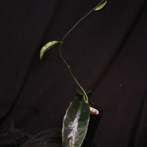 Hoya Onychoides