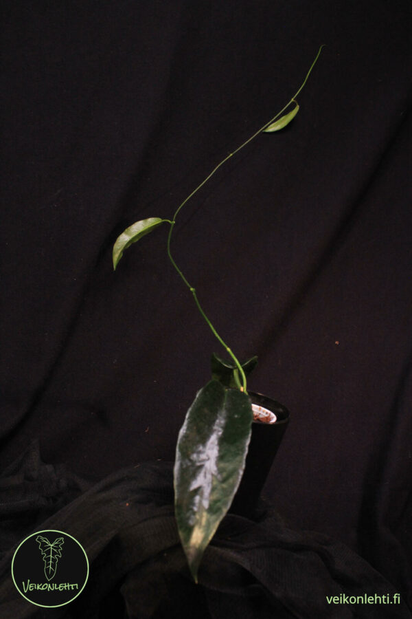 Hoya Onychoides