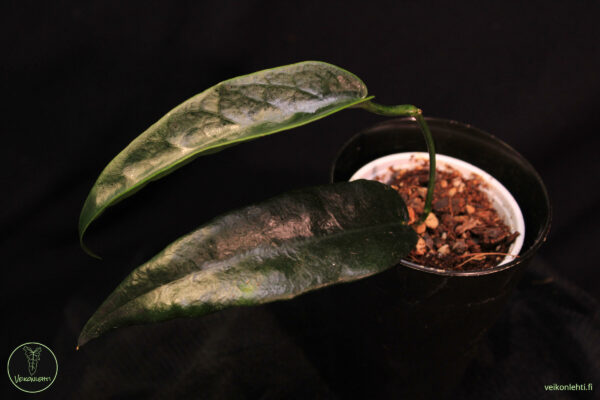 Hoya Onychoides