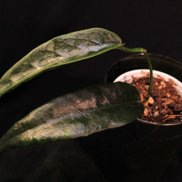 Hoya Onychoides