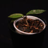 Hoya Pubicalyx Super Silver - Image 2