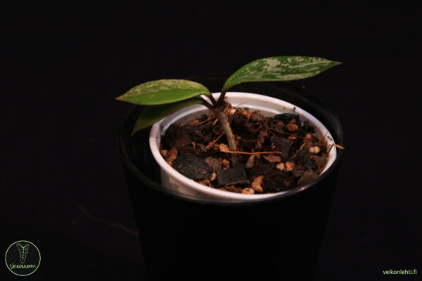 Hoya Pubicalyx Super Silver - Image 2
