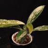 Hoya Pubicalyx Super Silver