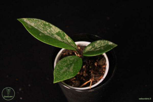 Hoya Pubicalyx Super Silver - Image 2