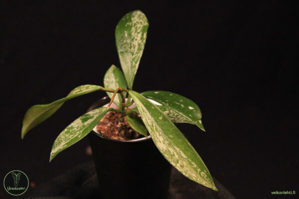 Hoya Pubicalyx Super Silver