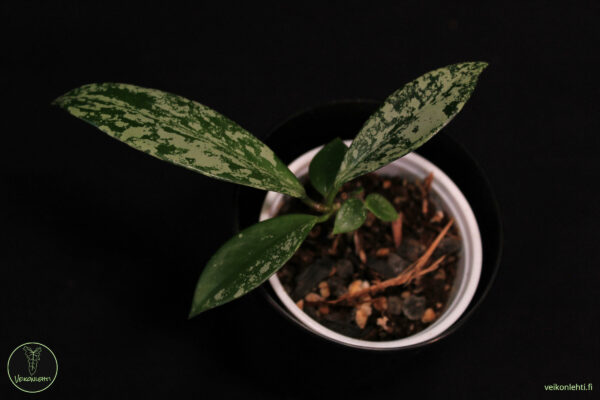 Hoya Pubicalyx Super Silver