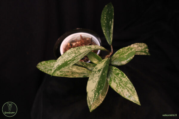 Hoya Pubicalyx Super Silver