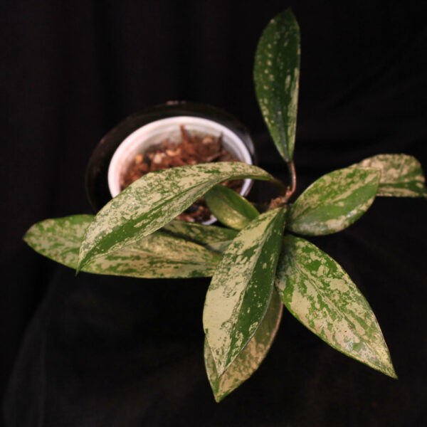 Hoya Pubicalyx Super Silver